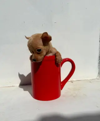 Adorable Cachorro Chihuahua en Venta