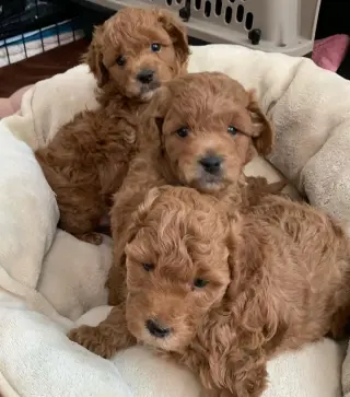 Our F1B Mini and Medium Goldendoodle puppies