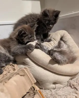 4 gatitos Maine Coon con pedigrí TICA