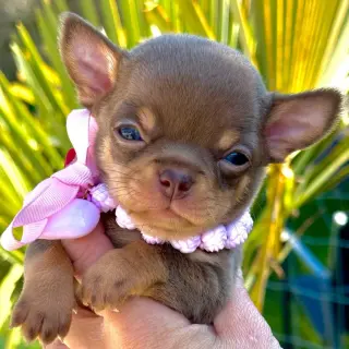 Adorable Cachorro Chihuahua en Venta