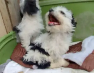 CACHORROS MIXTOS