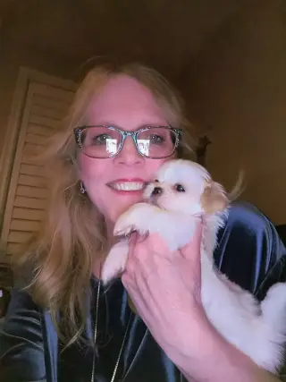 Only 2 male white Shih tzu puppies left born on February 3