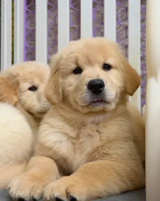 Hermosos Cachorros Golden Retriever
