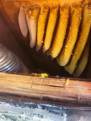 Henrys Bees Removal Service