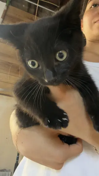 Adorables Gatitos en Adopción