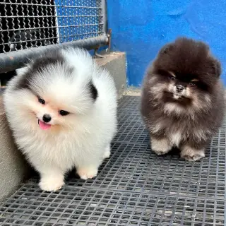 Lindos Cachorros Pomerania