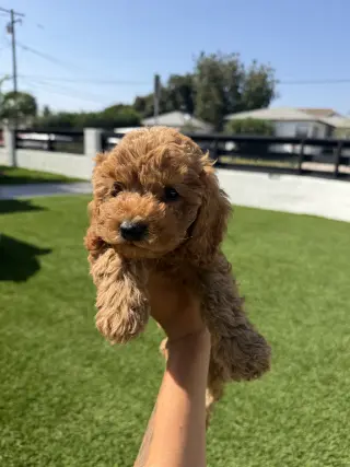 cockapoo puppies