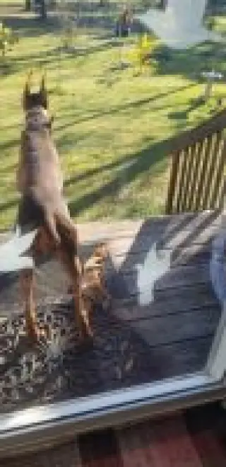 Female Doberman very sweet one.