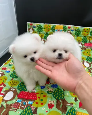 Adorables Cachorros Pomerania en Venta
