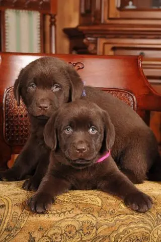 Cachorros de Labrador Retriever en busca de un hogar amoroso