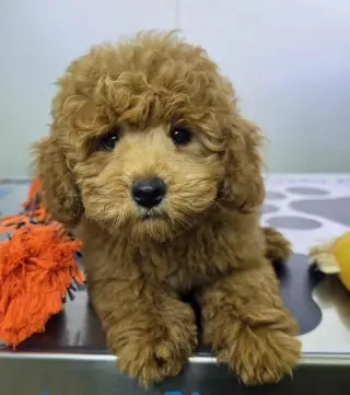 ***Valdoo*** Maltipoo Macho DCD 9633 * Se Vende*