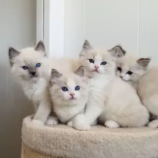 Human calculation British shorthair cat