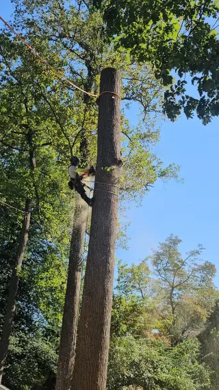 Tree Services