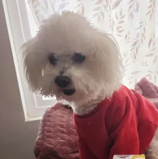 🐾 Cuidado de perros con experiencia y mucho cariño 🐾
