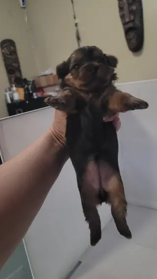 Yorkie small puppys