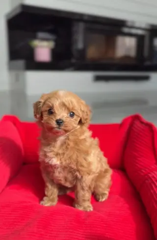 Cachorra de Caniche Toy
