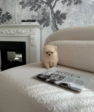 Summer Puppies Ready for New Family