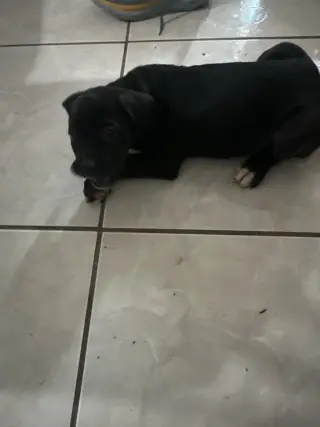 Cane corso mixed american bully