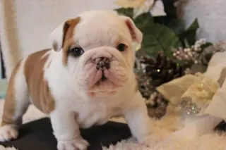 Cute English Bulldog Puppies..