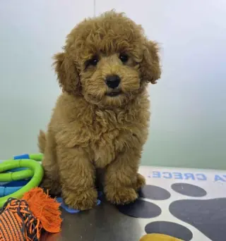 ***Valdoo*** Maltipoo Macho DCD 9633 * Se Vende*