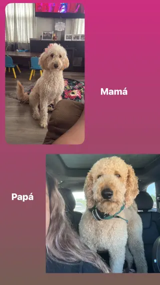 Adorables Cachorros Goldendoodle en Venta