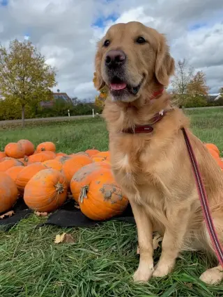 4 month old golden retriever boy (Muncie)