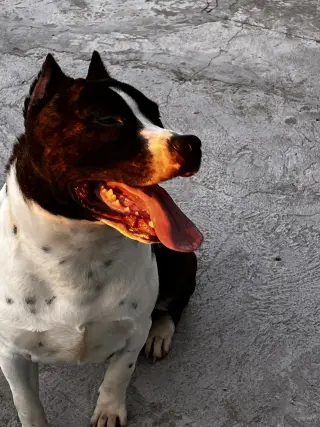 Amigables Pit Bulls Americanos en Adopción