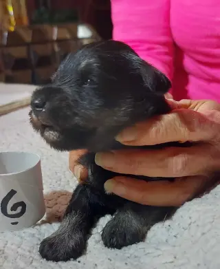 Miniature schnauzer puppies