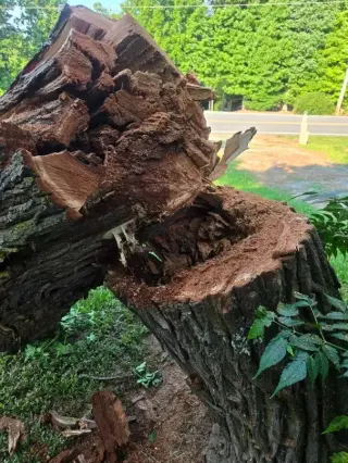 Garcias Tree Service and Lawn