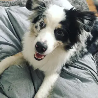 Australian Shepherd Looking for a Loving Home