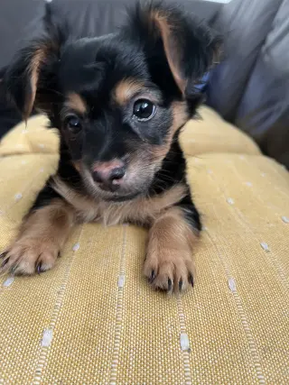 Perro Pequeño Adorable en Adopción