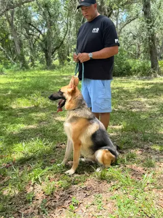 Available Puppies & Fully Trained Female Dogs – Arcadia, FL