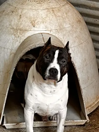 Amigables Pit Bulls Americanos en Adopción