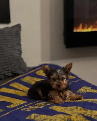 Teacup Yorkie puppies for adoption