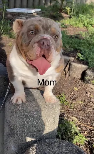 Female English Bulldog
