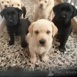 Labrador Retriever puppies for sale
