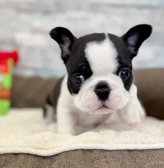 Adorable Cachorro de Boston terrier en Venta