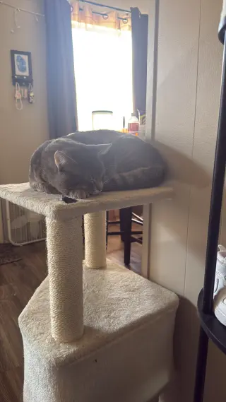 Gatos buscando nuevo hogar