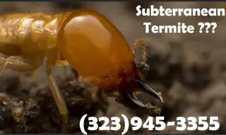 TERMITE TENT FUMIGATION OR LOCAL TREATMENT LOS ANGELES