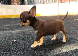 Hermoso Cachorro Chihuahua en Venta