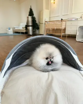Pom for sale