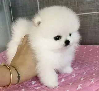 Pure breed puppies for sale