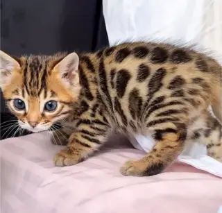 Gatitos Bengalíes Entrenados