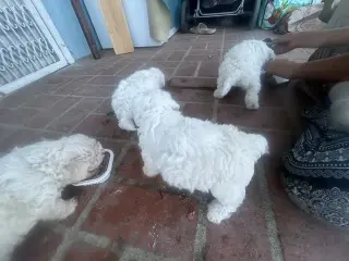 Frech puros peritos