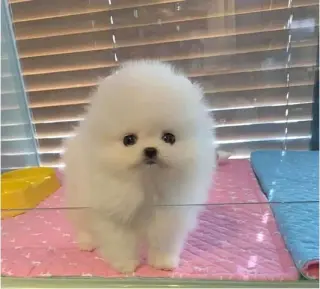 French bulldog and Pomeranian