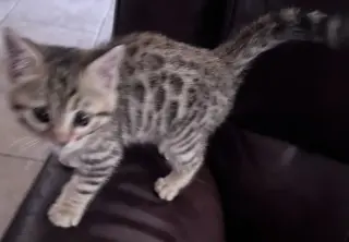 Bengal Kitten FEMALE
