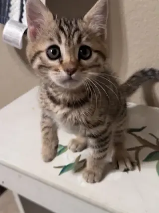 Bengal Kitten FEMALE