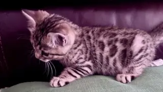 Bengal Kitten FEMALE