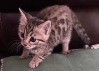 Bengal Kitten FEMALE