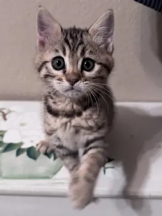Bengal Kitten FEMALE